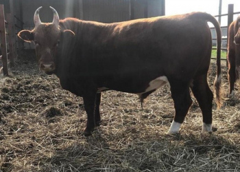 Племзавод «ПОБЕДА» из Бичуры признан прорывом года