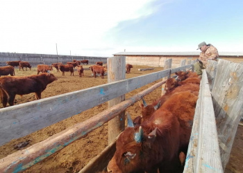 Сотрудниками Госплемслужбы РБ, вчера был организован выезд в хозяйство Бичурского района в ООО Иверия.