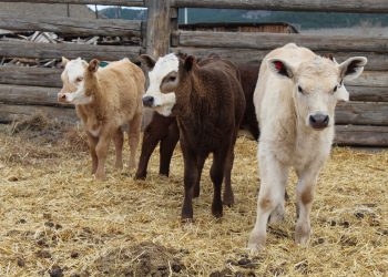 приплод 2021 года рождения.