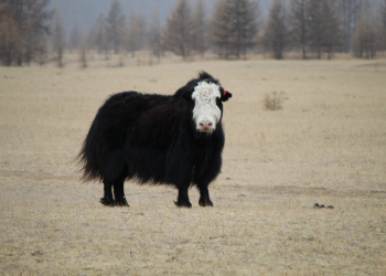 Племенной репродуктор по разведению Яков.