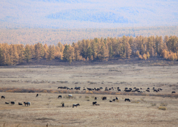 Подписание соглашения с ФГБНУ «ВНИИ Коневодства»