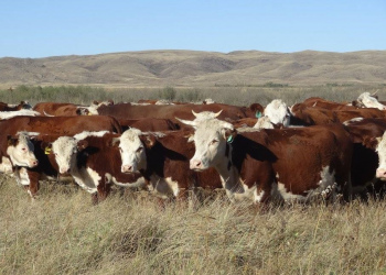 Очередная племенная продажа быков производителей.