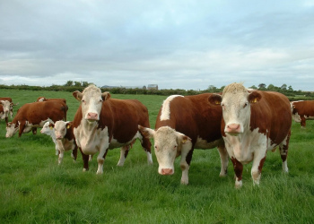 Сельскохозяйственная производственная артель (кооператив) «УУЛА» Мухоршибирского района получили статус племенного завода.