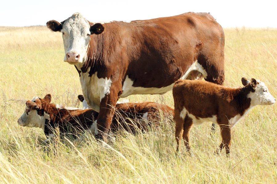 Планируемое поголовье молодняка для племенной продажи внутри Республики Бурятия